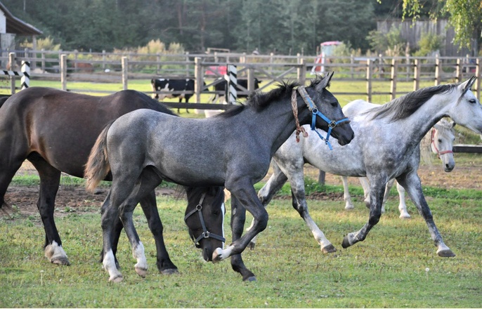 Лошади Калгановского конного завода