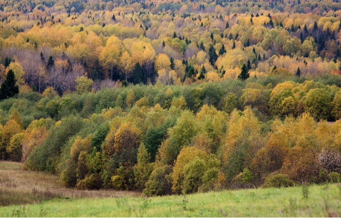 Вепсский лес осенью